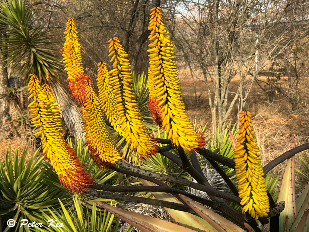 Aloe_IMG_8832