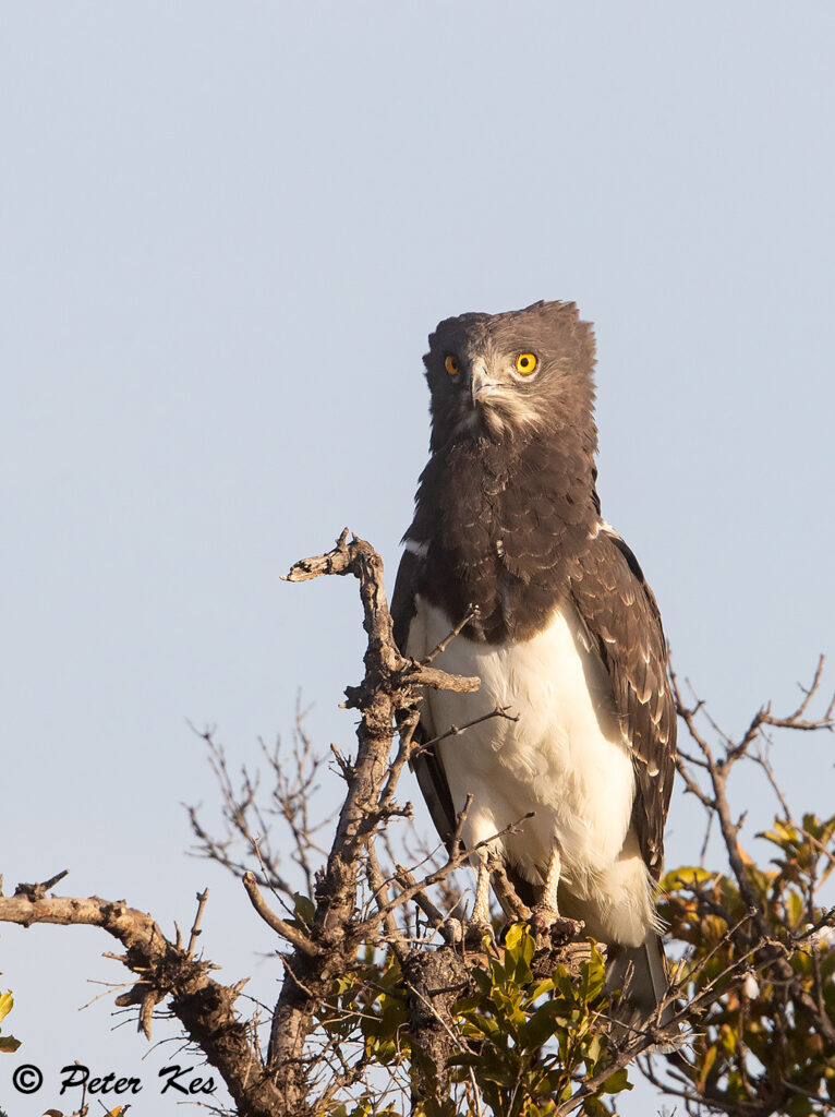 Black-Chested_Snake-Eagle_Dinokeng_20230525_AH1I6566