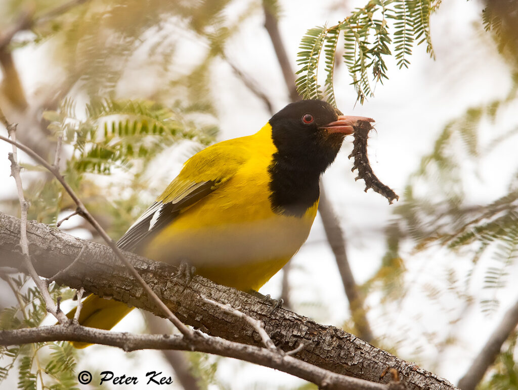 Blackheaded-Oriole_Dinokeng_20230722_AH1I6774