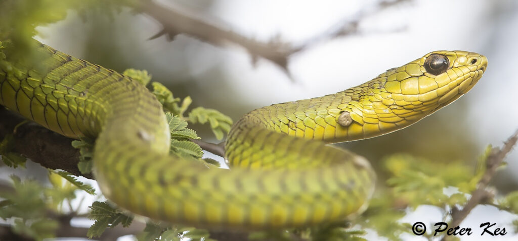 Boomslang_IMG_6641