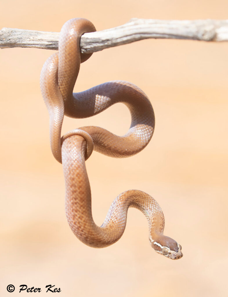 Brown_Housesnake_Dinokeng_20220901_AH1I2335