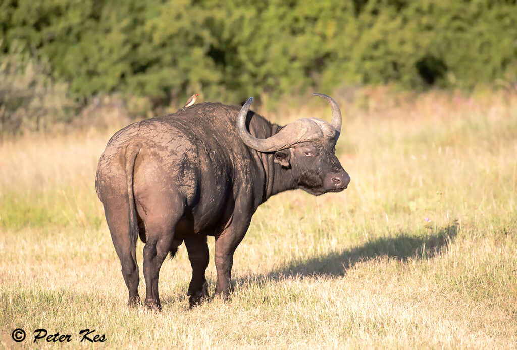 Buffalo_Dinokeng_20220605__5D48554