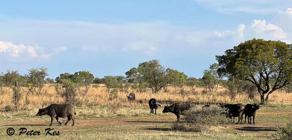 Buffalo_IMG_9498
