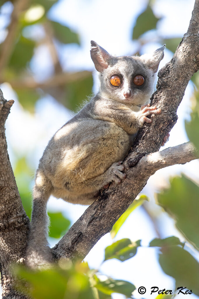 Bushbaby_Dinokeng_20250529__5D40892