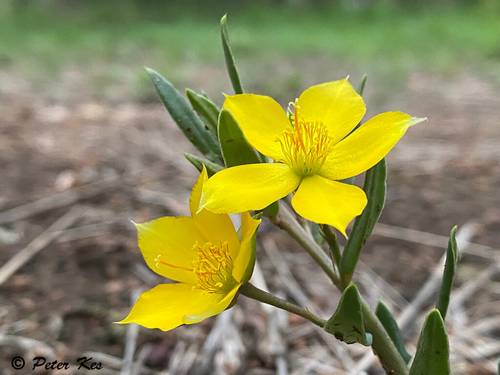 Butterflower_IMG_6582