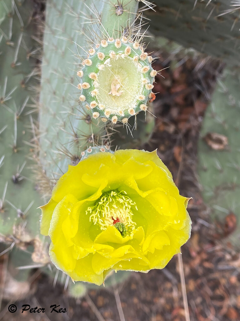 Cactus_IMG_6495