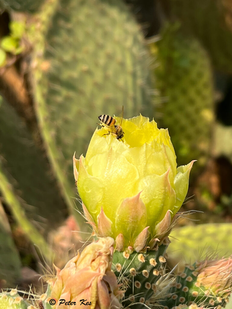 Cactus_IMG_9388