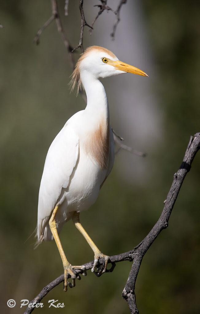 Cattle-Egret_Dinokeng_20230116_AH1I4912