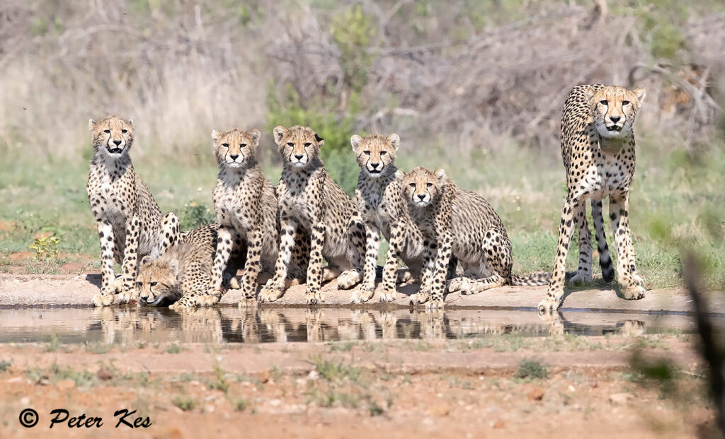 Cheetah-Family_Dinokeng_20231123_AH1I8495