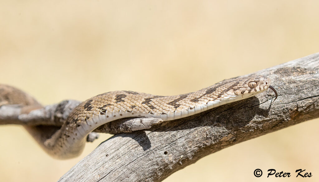 Common-Egg-Snake_Dinokeng_2023-01-27_AH1I5566