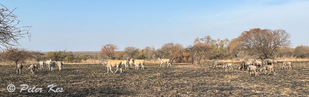 Eland-WB-Zebra_IMG_7788