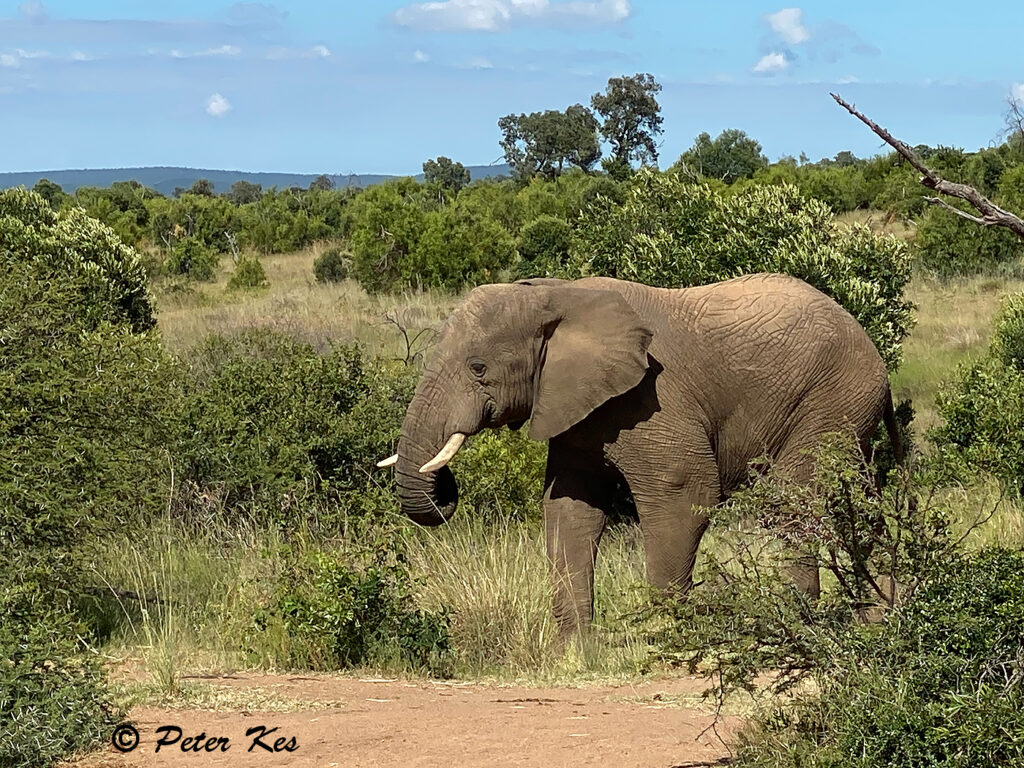 Elephant_IMG_6803