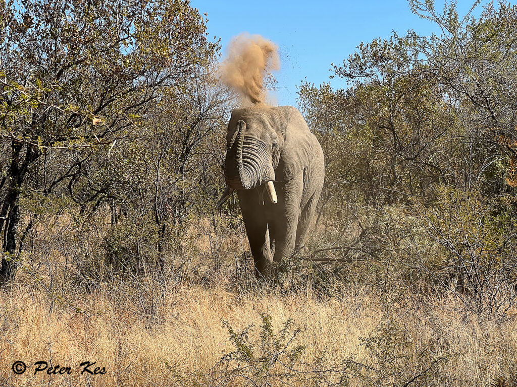 Elephant_IMG_8611