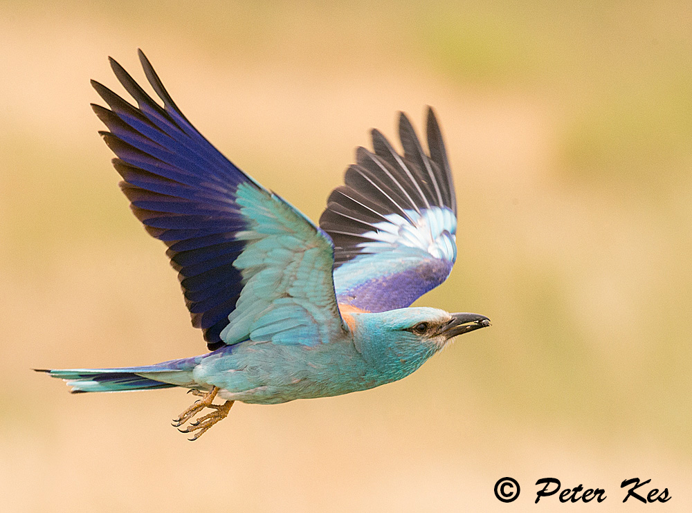 European-Roller_90R1989