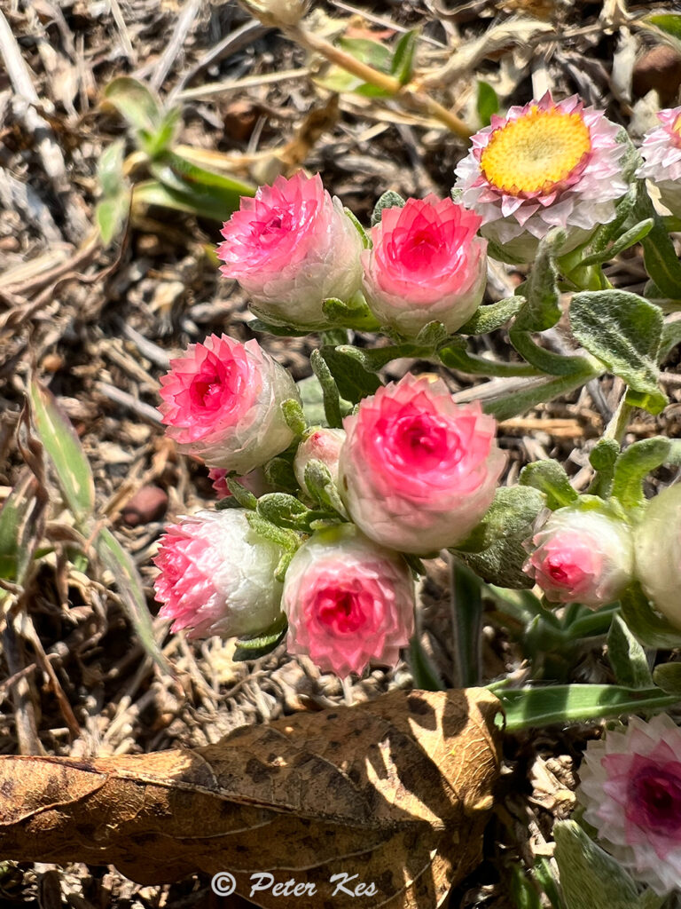 Field-Flowers_IMG_0051