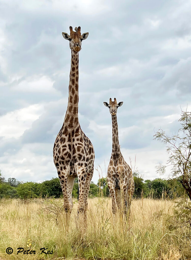 Giraffe_Dinokeng_20230303_IMG_7265