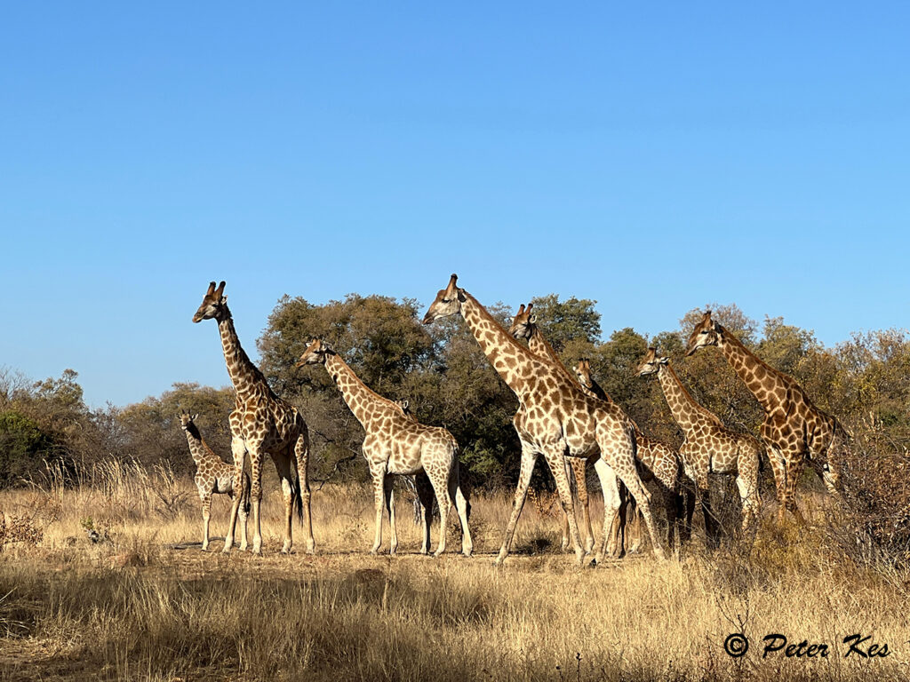 Giraffe_IMG_8759