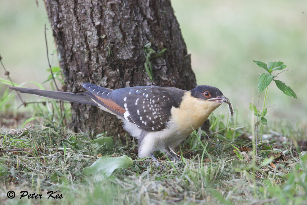 Great-Spotted_Cuckoo_AH1IE4462