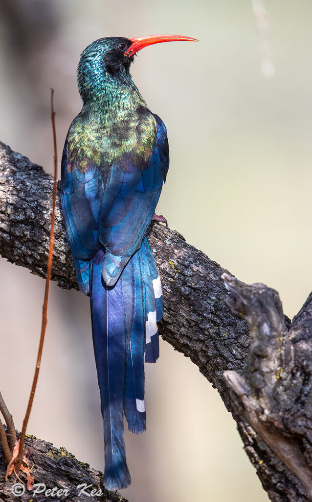 Green-Wood-Hoopoe_Dinokeng_20251015_AH1I4394