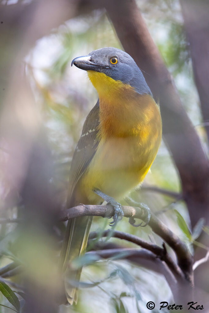 Grey-Headed-Bushshrike_Dinokeng_20250909_AH1I4088
