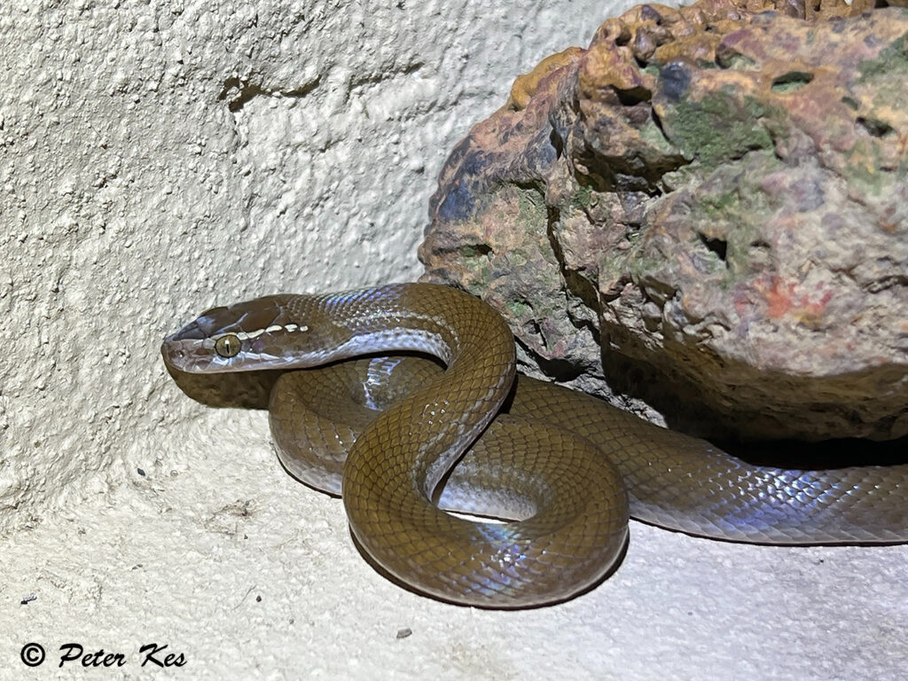 House-Snake_IMG_8178