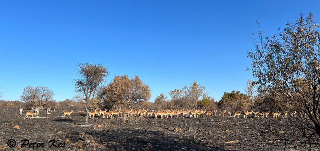 Impala_IMG_7744