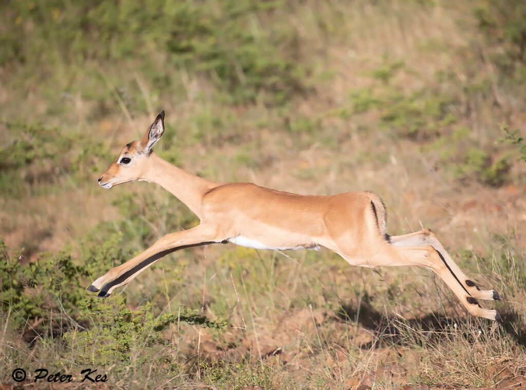 Impala_IMG_9273