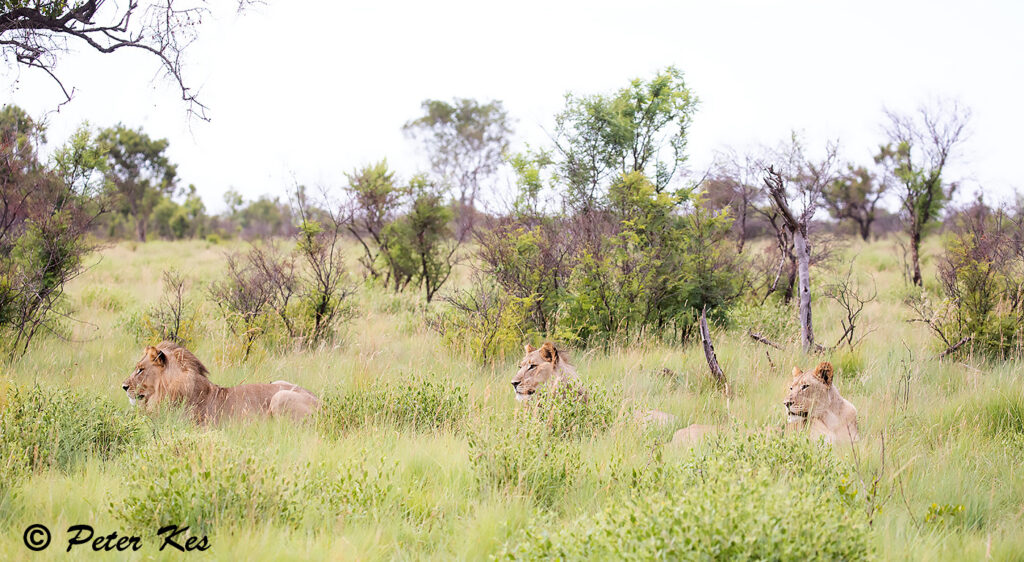 Lion_Dinokeng_20220606__5D48716