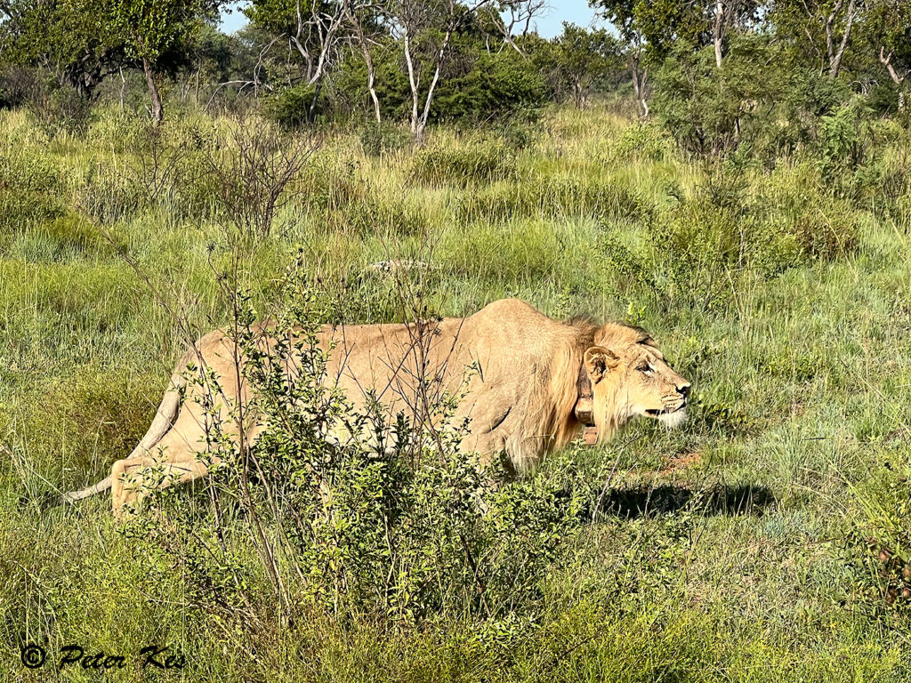 Lion_IMG_7392