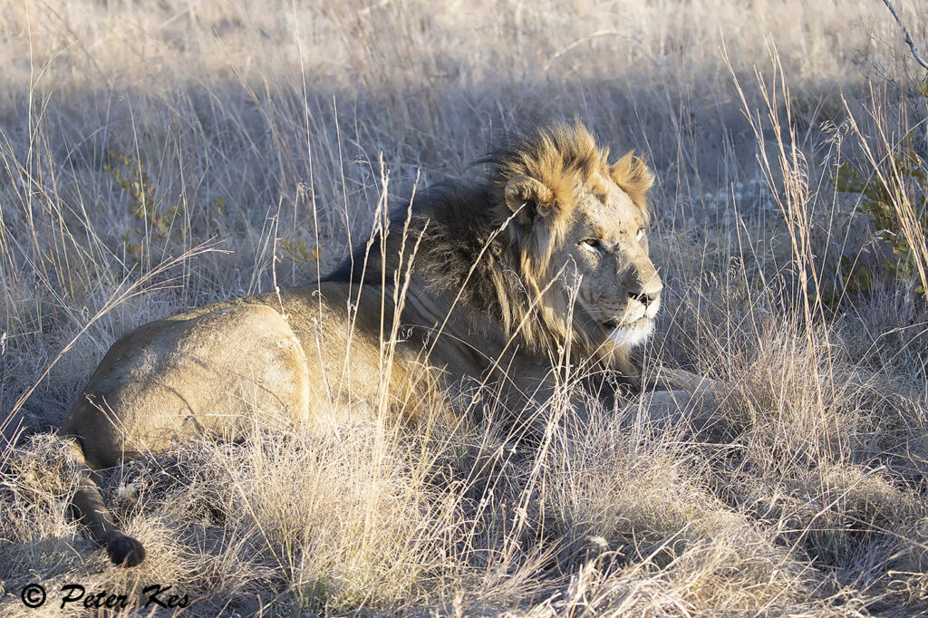 Lion_IMG_9266