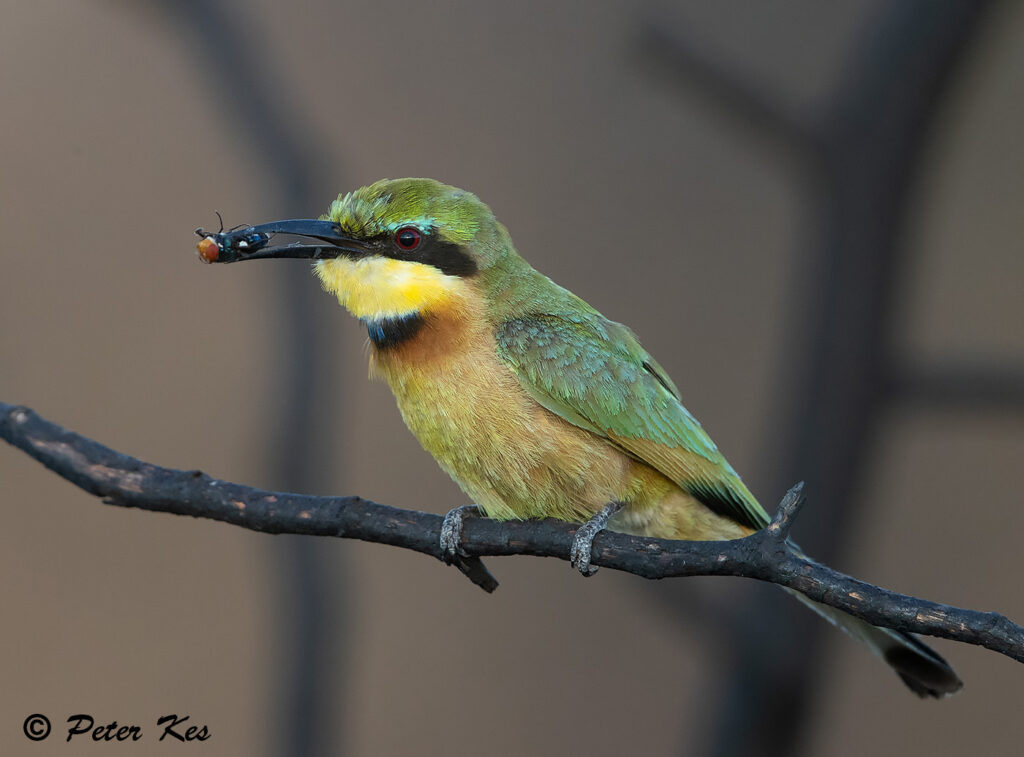Little-Bee-Eater_Dinokeng_20230123_AH1I5348