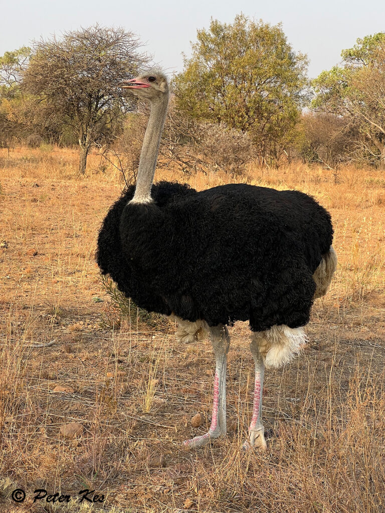 Ostrich_IMG_9334