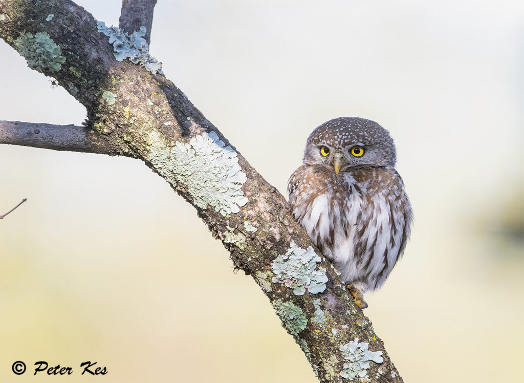 Pearl-Spotted-Owlet_Dinokeng_20251019_AH1I5404