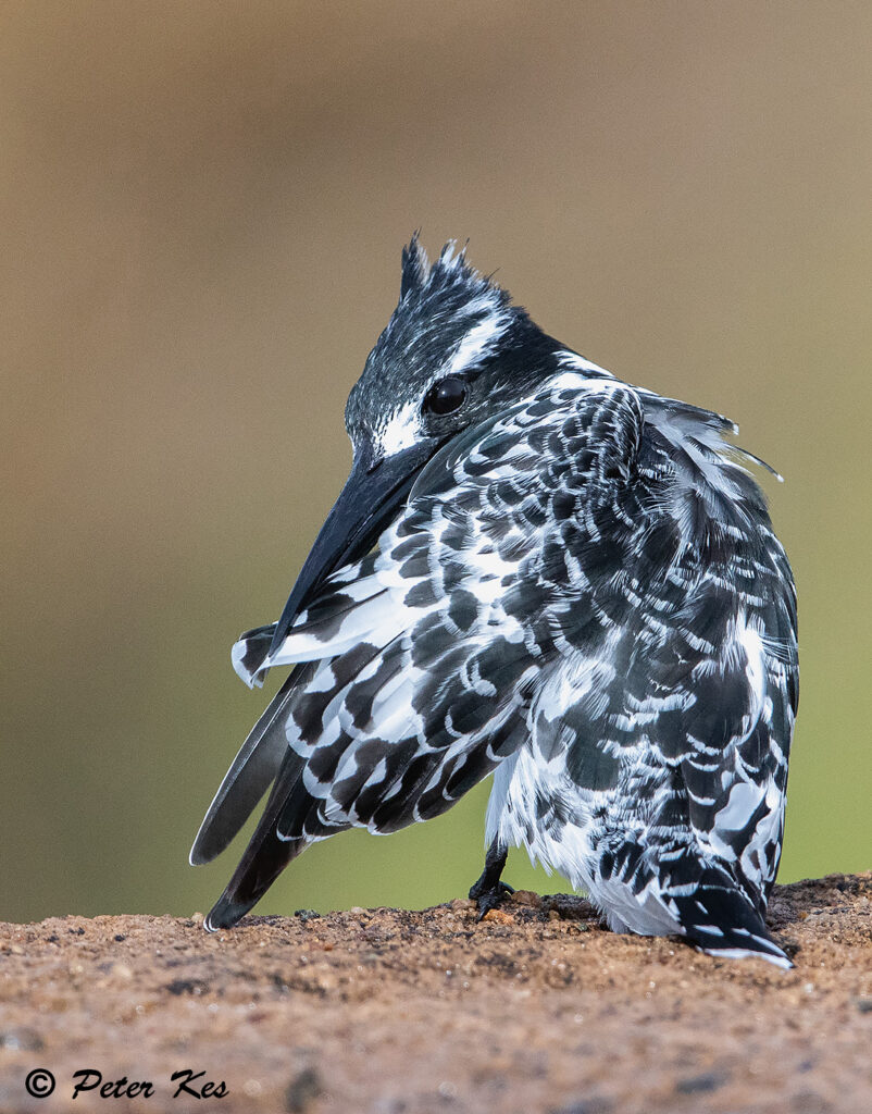 Pied-Kingfisher_Dinokeng_20241218_AH1I1993