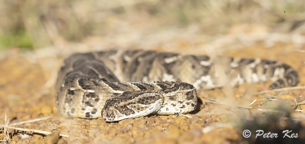 Puffadder_IMG_5721