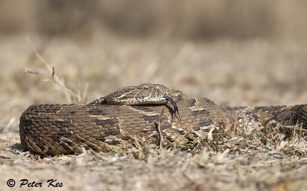 Puffadder_IMG_9249