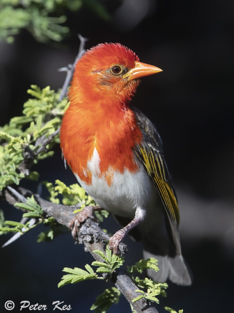 Redheaded-Weaver_IMG_6663