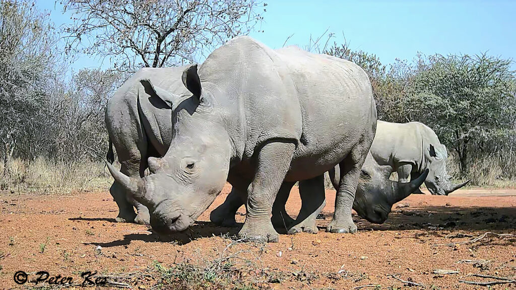 Rhino_IMG_0113