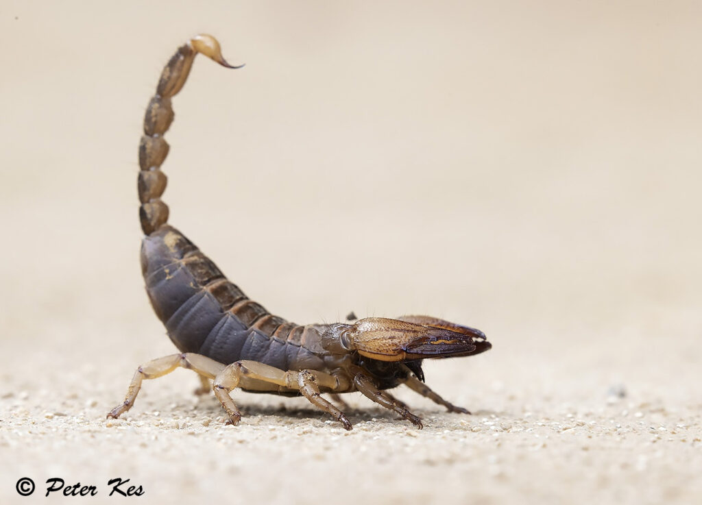 Scorpion_IMG_6678