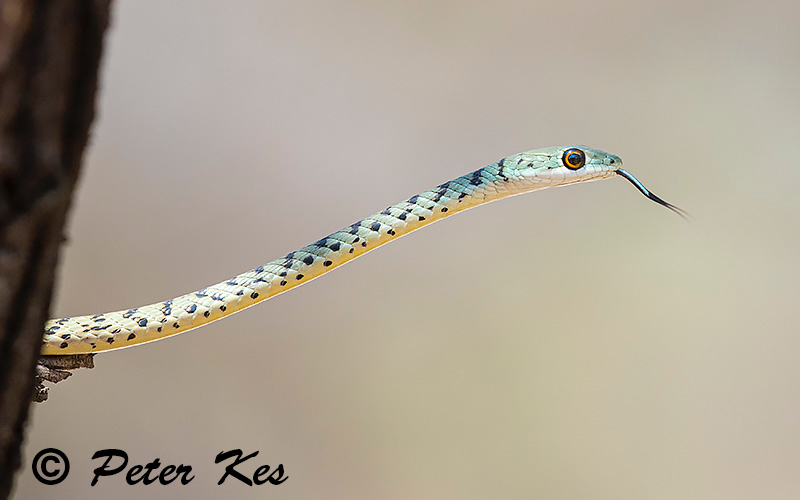 Spotted_Bush_Snake_Dinokeng_20220926_AH1I2782