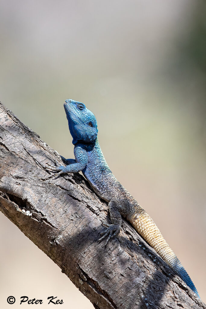 Tree-Agama_Dinokeng_20250915_AH1I4105