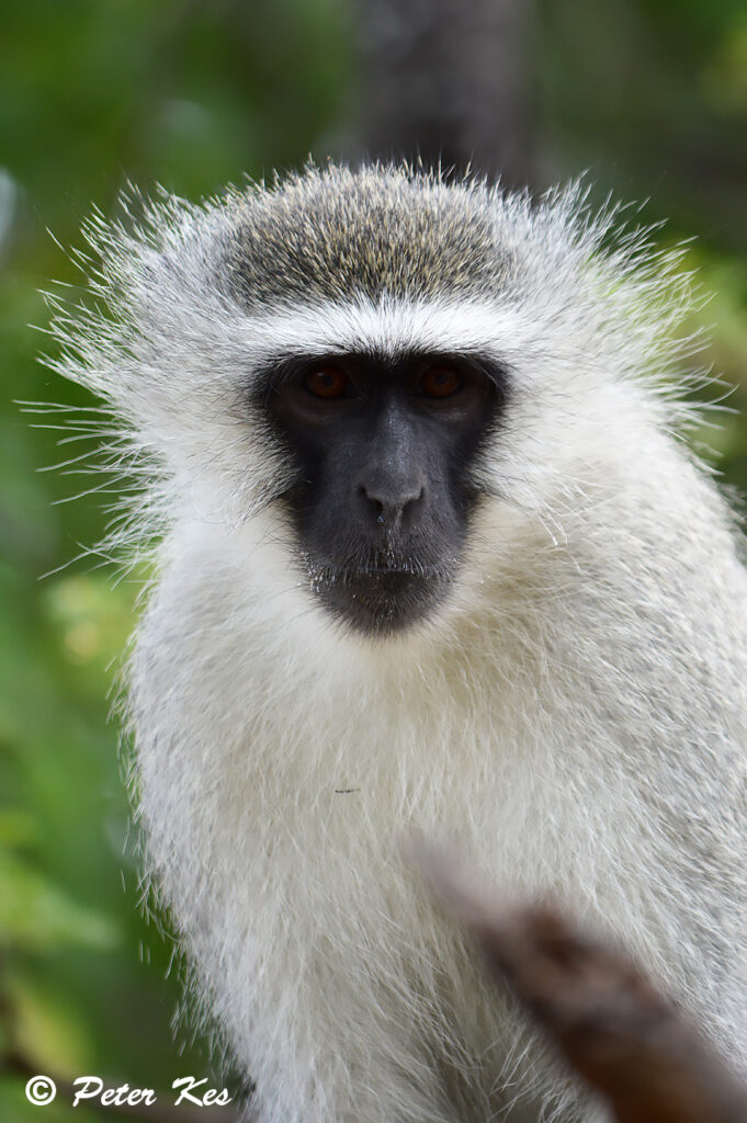Vervet-Monkey_Dinokeng_20230117_DSC_0197