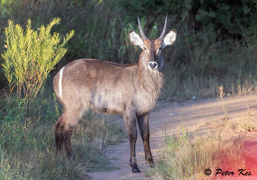 Waterbuck_Dinokeng_20230228_AH1I5697