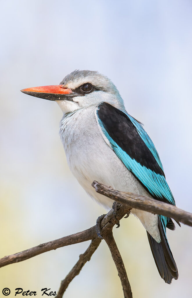 Woodland-Kingfisher_Dinokeng_20250126_AH1I3225