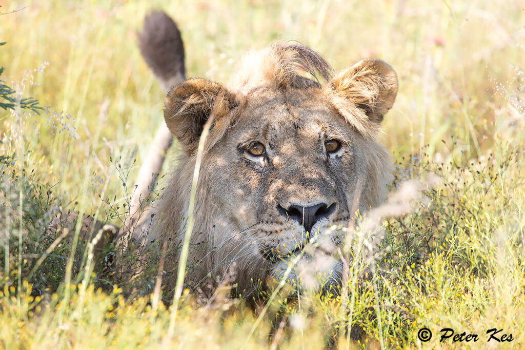Young-Male-Lion_Dinokeng_20230309_AH1I6122
