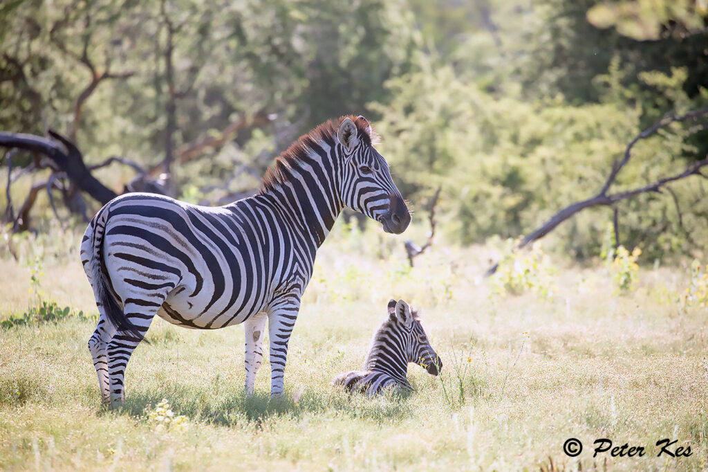Zebra_Dinokeng_20220605__5D48626