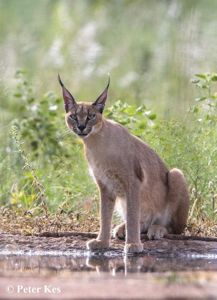 Caracal