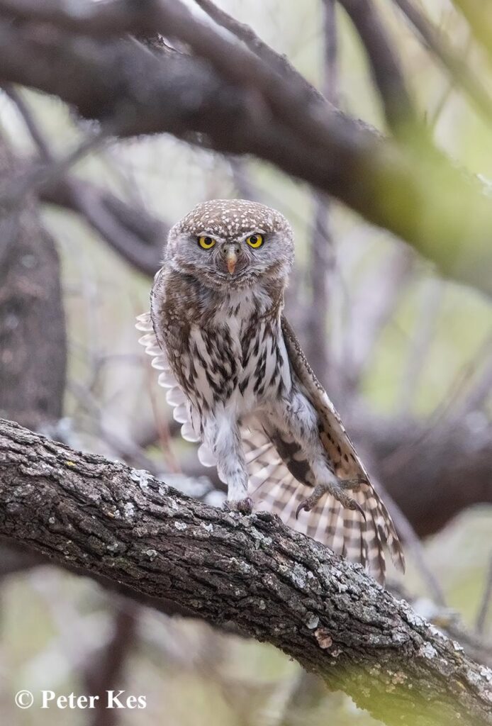 Owlet 1