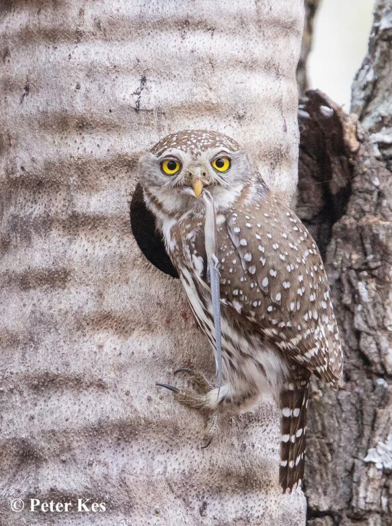 Owlet 2