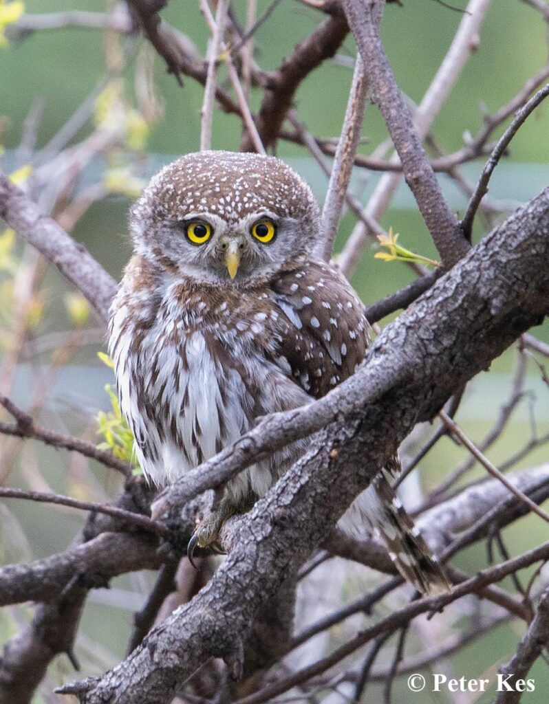 Owlet 3